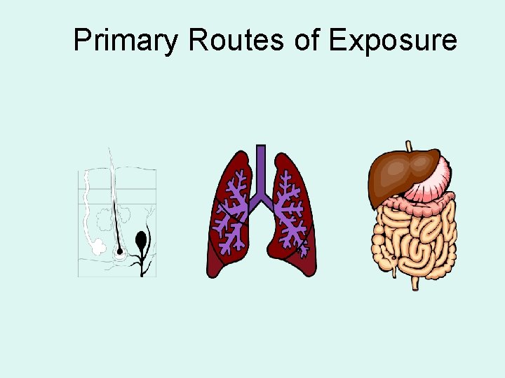 Primary Routes of Exposure 