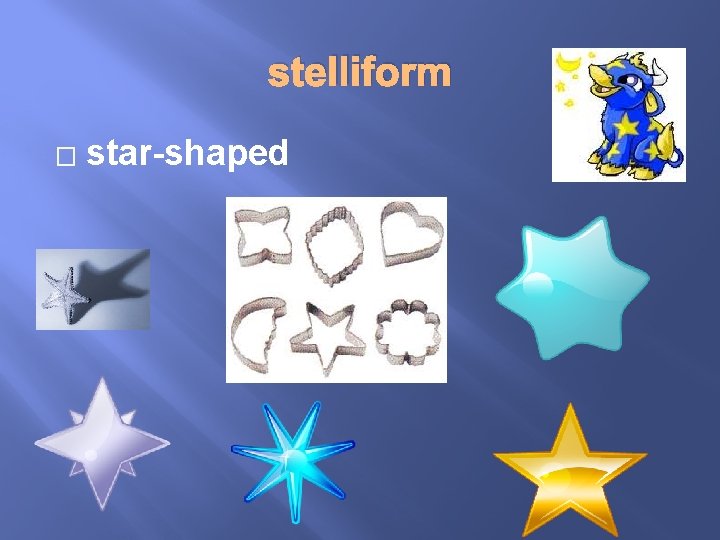 stelliform � star-shaped 