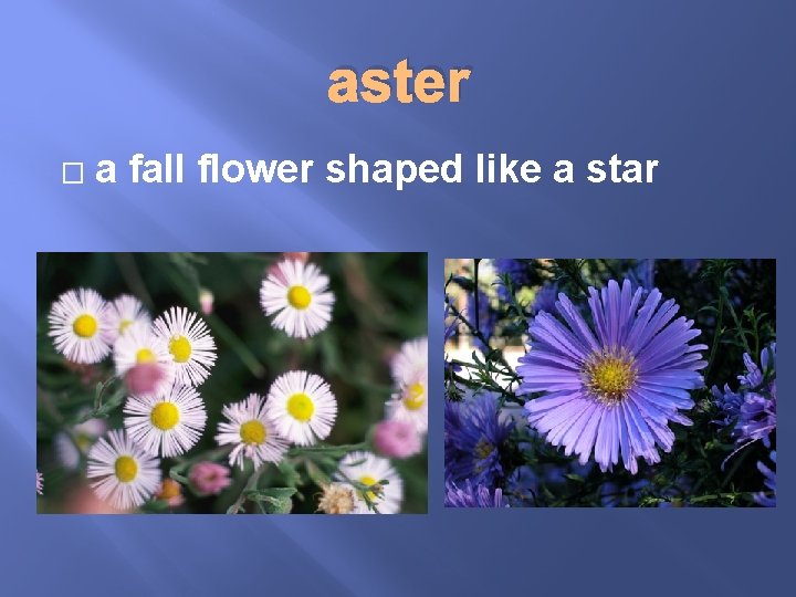 aster � a fall flower shaped like a star 