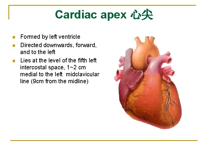 Cardiac apex 心尖 n n n Formed by left ventricle Directed downwards, forward, and