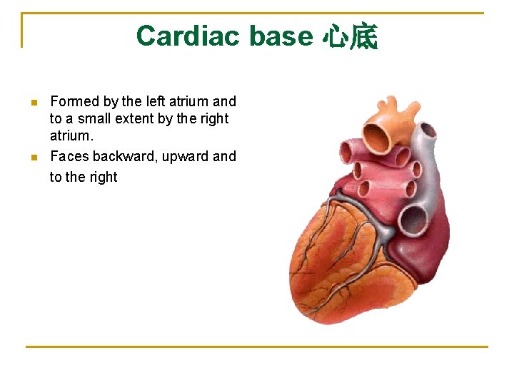 Cardiac base 心底 n n Formed by the left atrium and to a small