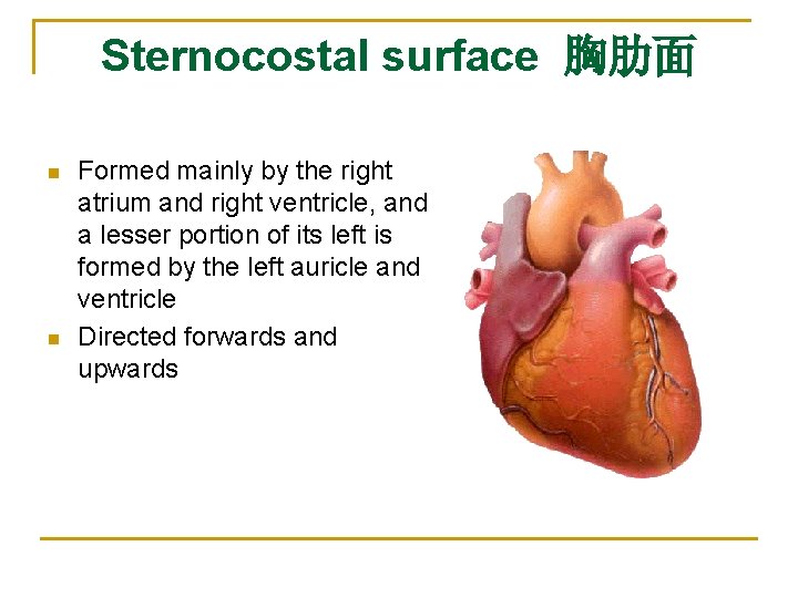 Sternocostal surface 胸肋面 n n Formed mainly by the right atrium and right ventricle,