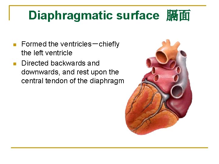 Diaphragmatic surface 膈面 n n Formed the ventricles－chiefly the left ventricle Directed backwards and