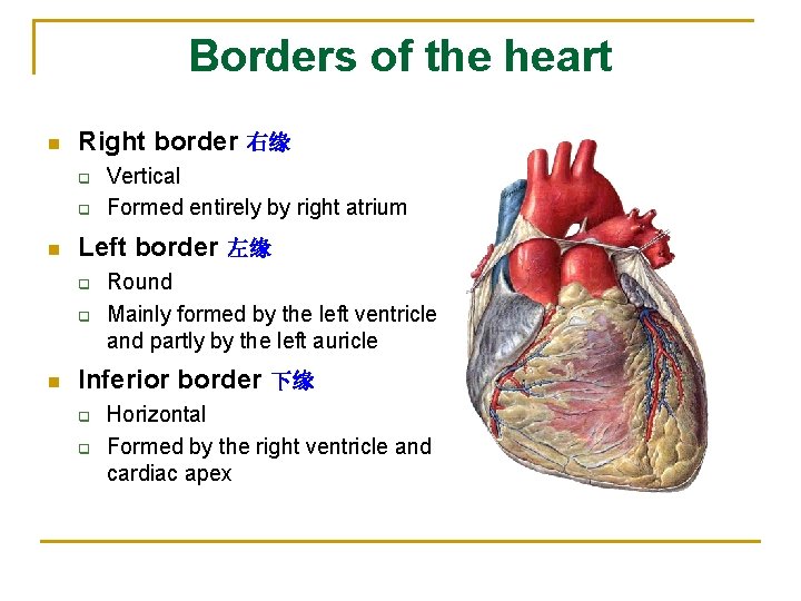 Borders of the heart n Right border 右缘 q q n Left border 左缘