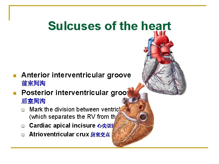 Sulcuses of the heart n Anterior interventricular groove 前室间沟 n Posterior interventricular groove 后室间沟