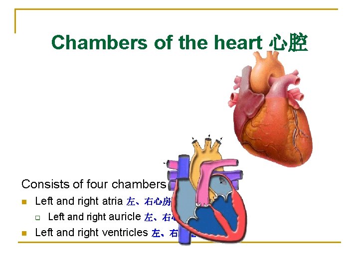 Chambers of the heart 心腔 Consists of four chambers n n Left and right