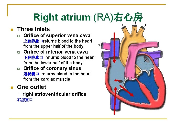 Right atrium (RA)右心房 n Three inlets q Orifice of superior vena cava 上腔静脉口returns blood