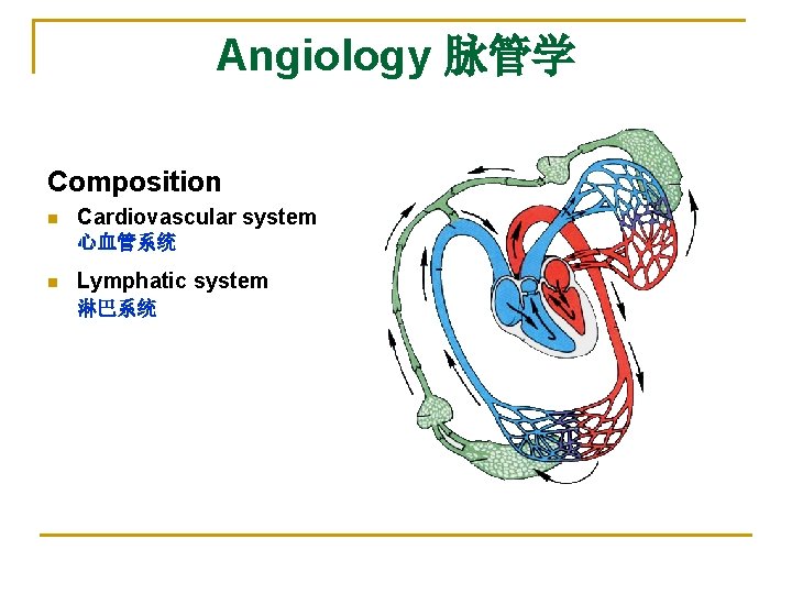 Angiology 脉管学 Composition n Cardiovascular system 心血管系统 n Lymphatic system 淋巴系统 