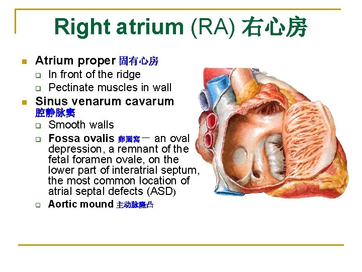 Right atrium (RA) 右心房 n Atrium proper 固有心房 q q n In front of