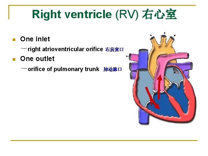 Right ventricle (RV) 右心室 　　 n One inlet n －right atrioventricular orifice 右房室口 One