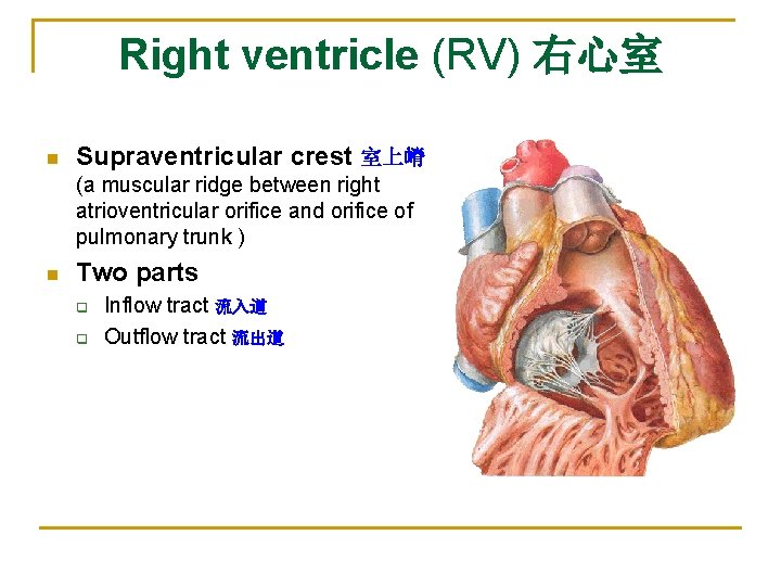 Right ventricle (RV) 右心室 n Supraventricular crest 室上嵴 (a muscular ridge between right atrioventricular