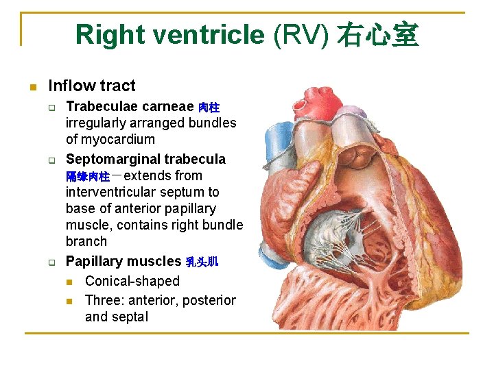 Right ventricle (RV) 右心室 n Inflow tract q q q Trabeculae carneae 肉柱 irregularly