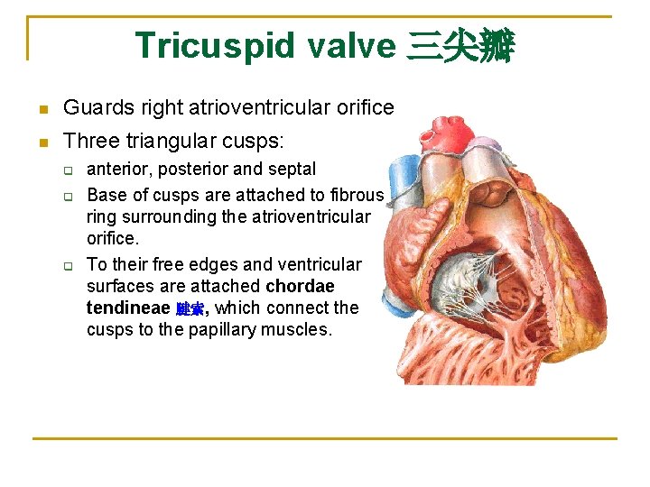 Tricuspid valve 三尖瓣 n Guards right atrioventricular orifice n Three triangular cusps: q q