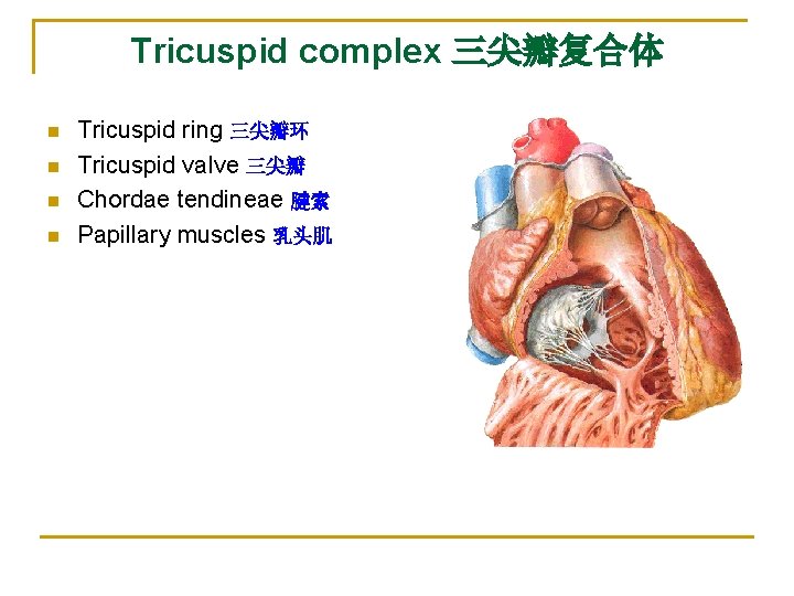 Tricuspid complex 三尖瓣复合体 n n Tricuspid ring 三尖瓣环 Tricuspid valve 三尖瓣 Chordae tendineae 腱索