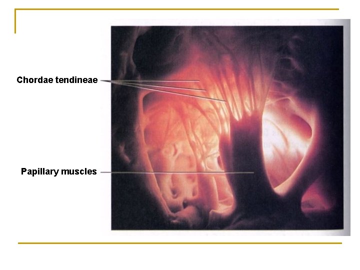 Chordae tendineae Papillary muscles 