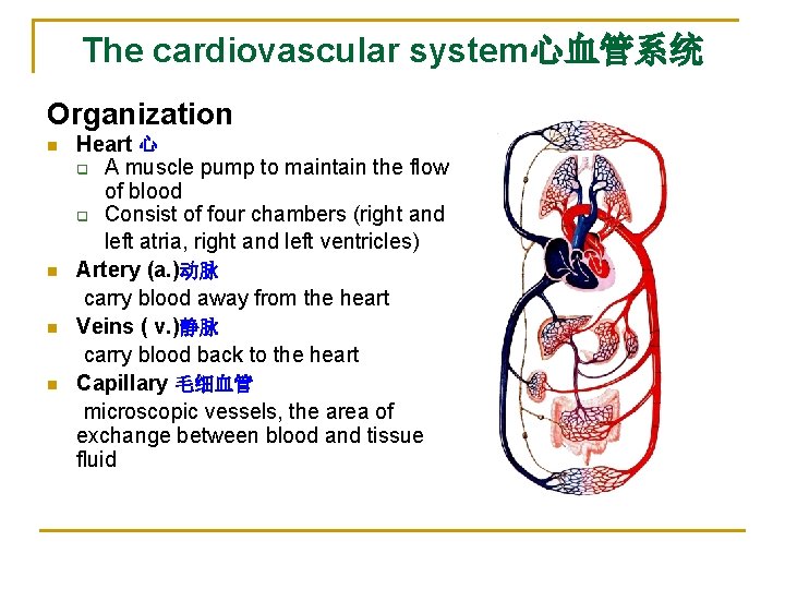 The cardiovascular system心血管系统 Organization n n Heart 心 q A muscle pump to maintain