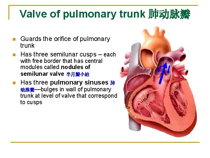 Valve of pulmonary trunk 肺动脉瓣 n n Guards the orifice of pulmonary trunk Has