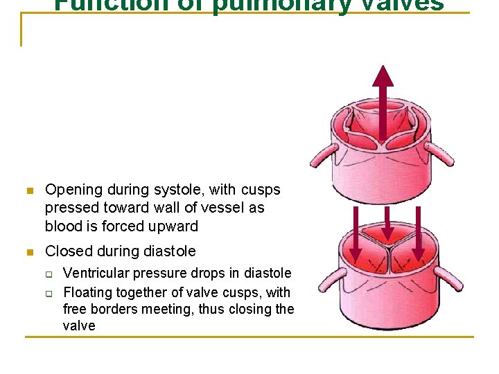 Function of pulmonary valves n Opening during systole, with cusps pressed toward wall of