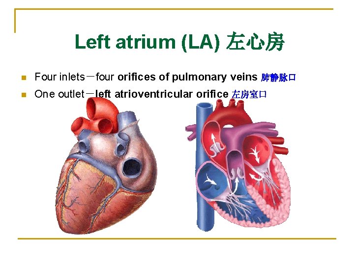 Left atrium (LA) 左心房 n Four inlets－four orifices of pulmonary veins 肺静脉口 n One