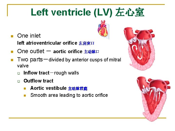 Left ventricle (LV) 左心室 n One inlet left atrioventricular orifice n n 左房室口 One