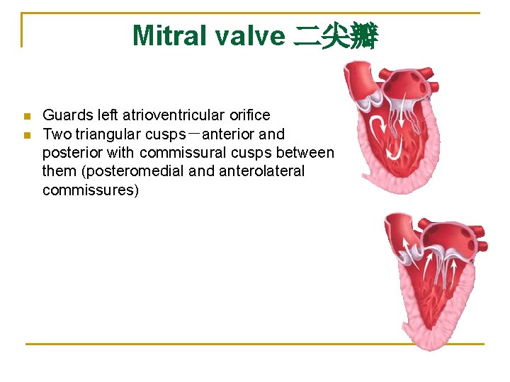 Mitral valve 二尖瓣 n n Guards left atrioventricular orifice Two triangular cusps－anterior and posterior