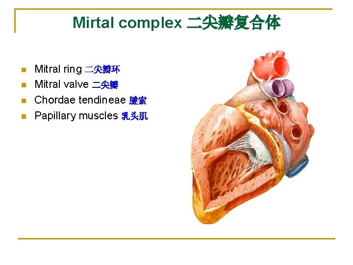 Mirtal complex 二尖瓣复合体 n n Mitral ring 二尖瓣环 Mitral valve 二尖瓣 Chordae tendineae 腱索