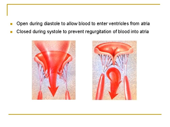 n Open during diastole to allow blood to enter ventricles from atria n Closed