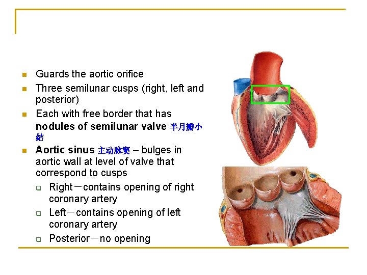 n n n Guards the aortic orifice Three semilunar cusps (right, left and posterior)