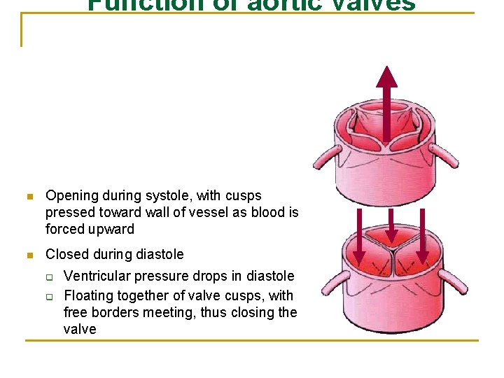 Function of aortic valves n Opening during systole, with cusps pressed toward wall of