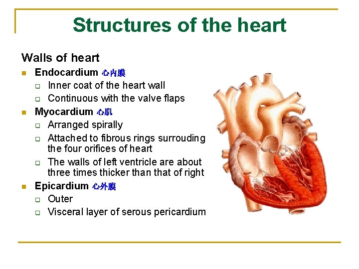 Structures of the heart Walls of heart n n n Endocardium 心内膜 q Inner