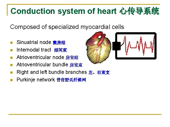 Conduction system of heart 心传导系统 Composed of specialized myocardial cells n n n Sinuatrial