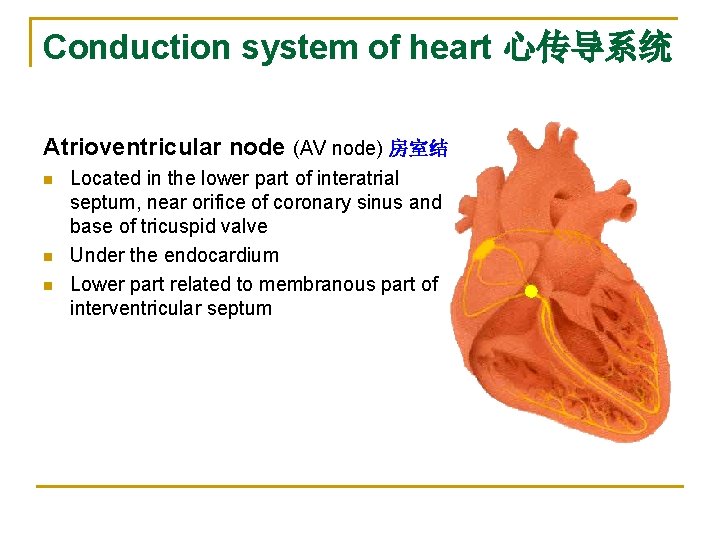 Conduction system of heart 心传导系统 Atrioventricular node (AV node) 房室结 n n n Located