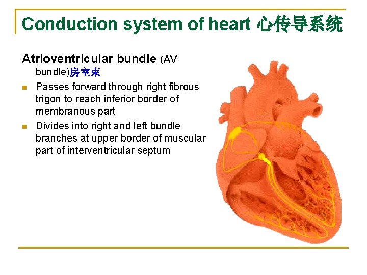 Conduction system of heart 心传导系统 Atrioventricular bundle (AV n n bundle)房室束 Passes forward through