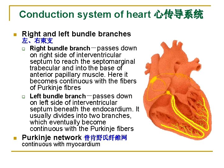 Conduction system of heart 心传导系统 n Right and left bundle branches 左、右束支 q Right