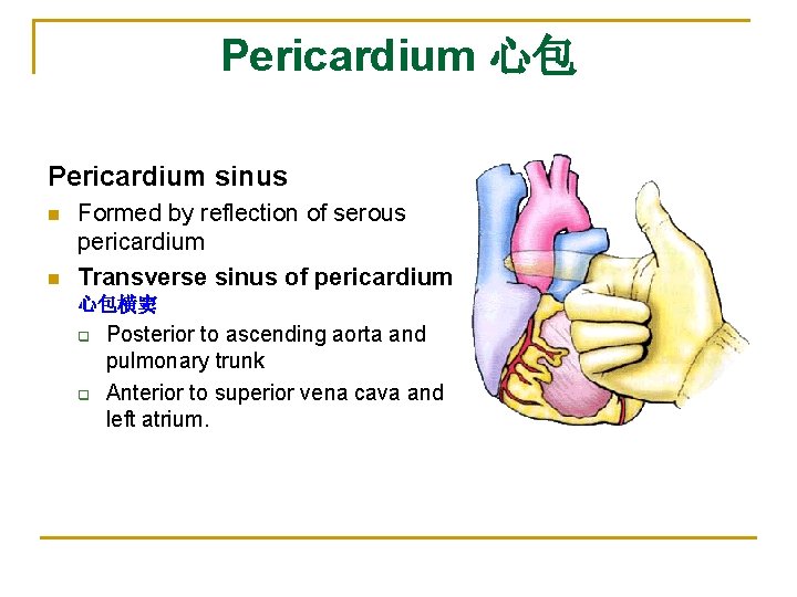 Pericardium 心包 Pericardium sinus n n Formed by reflection of serous pericardium Transverse sinus