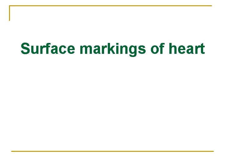 Surface markings of heart 