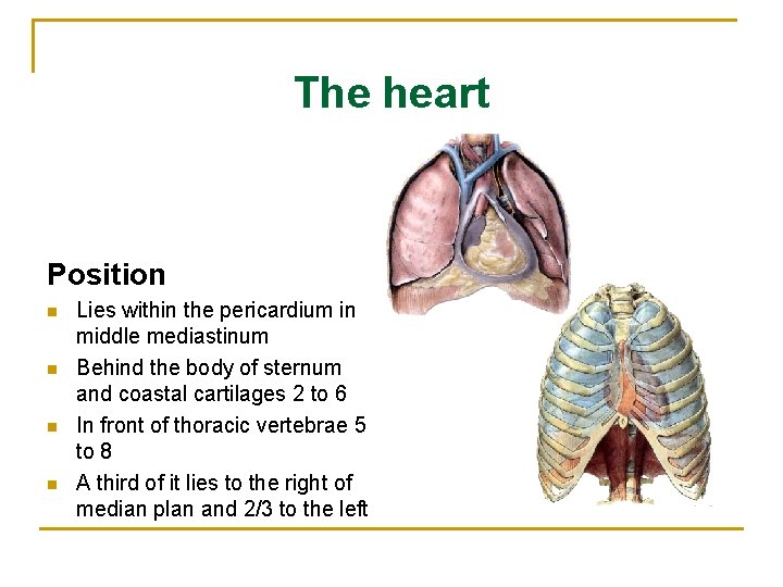 The heart Position n n Lies within the pericardium in middle mediastinum Behind the