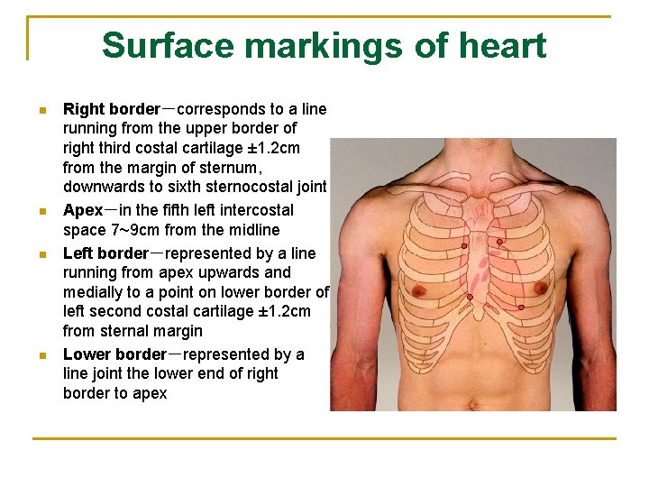 Surface markings of heart n n Right border－corresponds to a line running from the