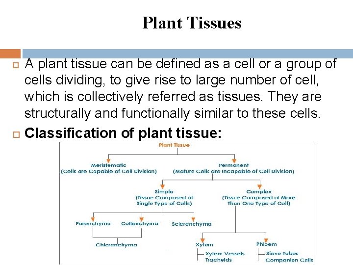 Plant Tissues A plant tissue can be defined as a cell or a group