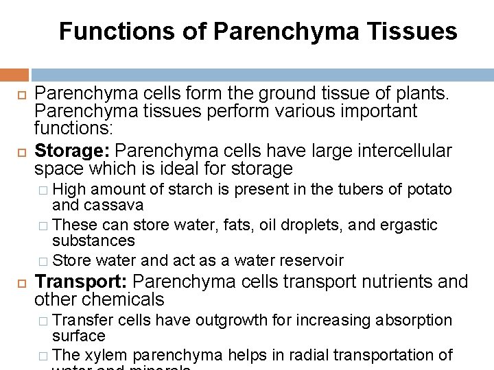 Functions of Parenchyma Tissues Parenchyma cells form the ground tissue of plants. Parenchyma tissues