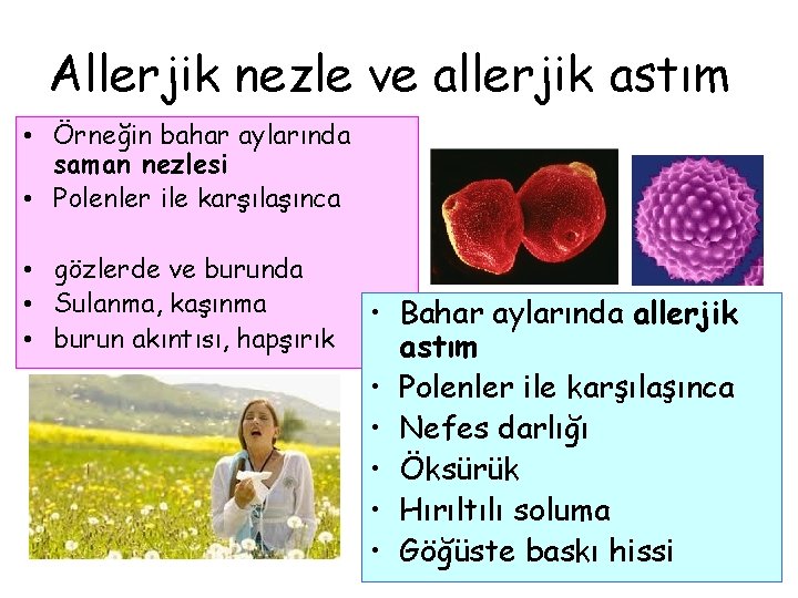 Allerjik nezle ve allerjik astım • Örneğin bahar aylarında saman nezlesi • Polenler ile