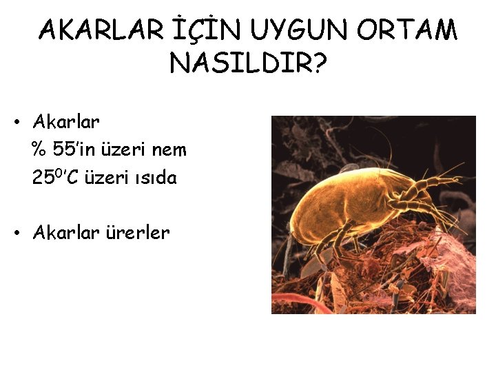 AKARLAR İÇİN UYGUN ORTAM NASILDIR? • Akarlar % 55’in üzeri nem 250’C üzeri ısıda