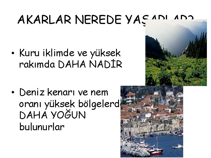 AKARLAR NEREDE YAŞARLAR? • Kuru iklimde ve yüksek rakımda DAHA NADİR • Deniz kenarı