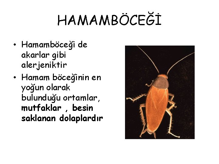 HAMAMBÖCEĞİ • Hamamböceği de akarlar gibi alerjeniktir • Hamam böceğinin en yoğun olarak bulunduğu