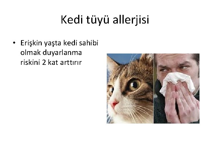 Kedi tüyü allerjisi • Erişkin yaşta kedi sahibi olmak duyarlanma riskini 2 kat arttırır