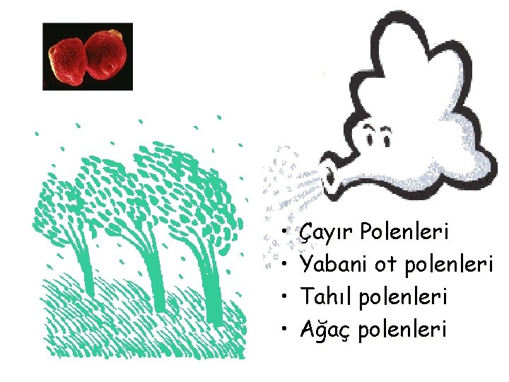  • • Çayır Polenleri Yabani ot polenleri Tahıl polenleri Ağaç polenleri 