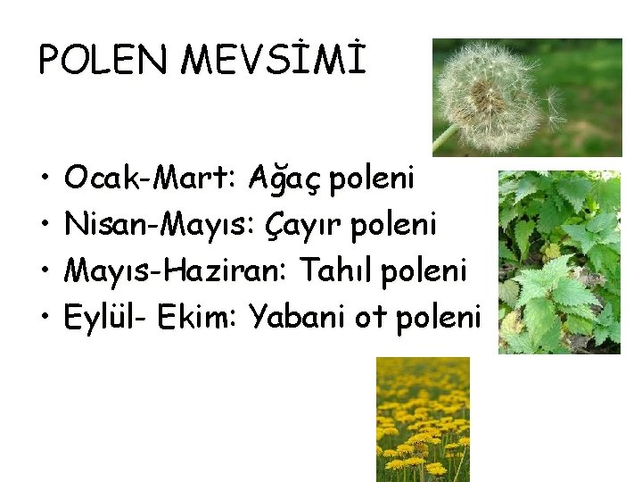 POLEN MEVSİMİ • • Ocak-Mart: Ağaç poleni Nisan-Mayıs: Çayır poleni Mayıs-Haziran: Tahıl poleni Eylül-