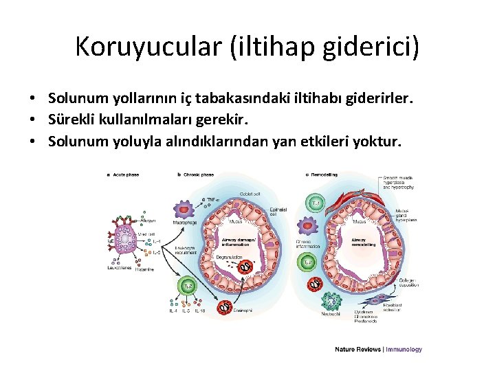 Koruyucular (iltihap giderici) • Solunum yollarının iç tabakasındaki iltihabı giderirler. • Sürekli kullanılmaları gerekir.