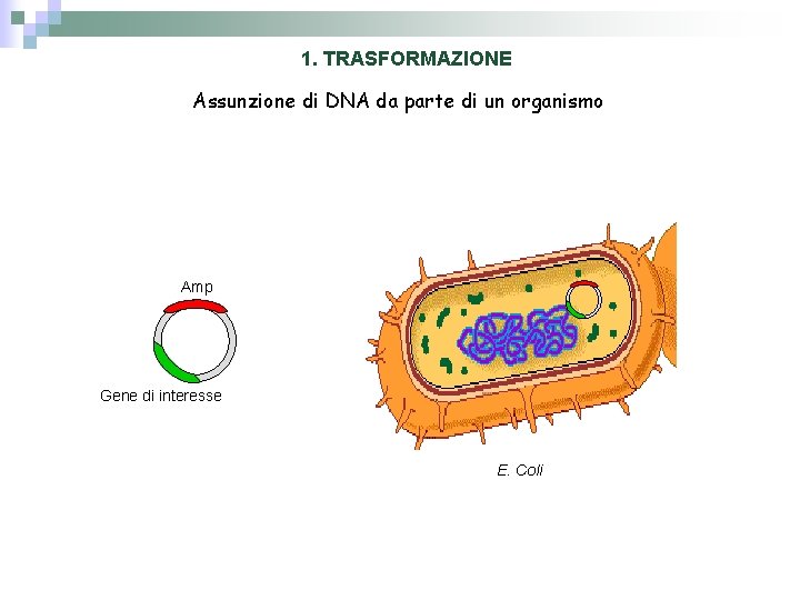 1. TRASFORMAZIONE Assunzione di DNA da parte di un organismo Amp Gene di interesse