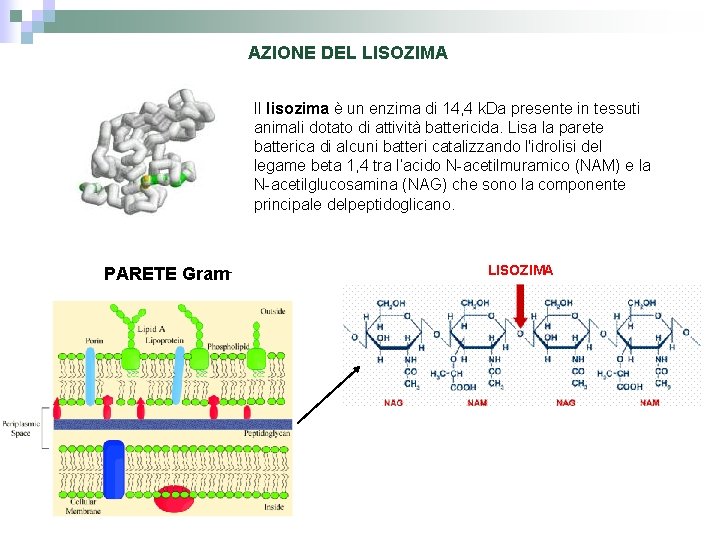 AZIONE DEL LISOZIMA Il lisozima è un enzima di 14, 4 k. Da presente